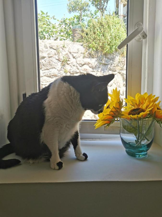St. Johns Alley Of Poetry And Imaginary Cats OOporto Esterno foto